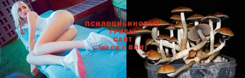 Галлюциногенные грибы Magic Shrooms  сайты даркнета официальный сайт  Буйнакск 